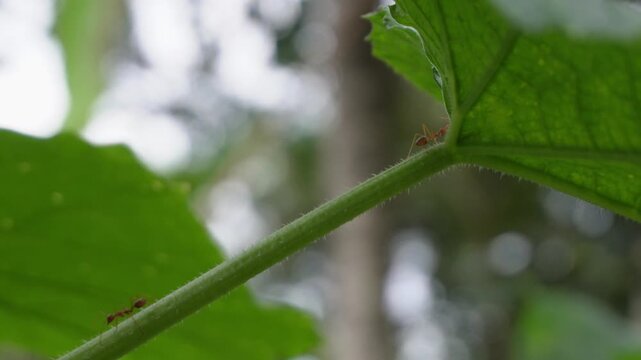 Colony of Asian weaver ants (Oecophylla smaragdina) swarming on green leaf stem, red ants nest building behavior, tropical insect macro photography, cooperative ant colony activity, and biological nat