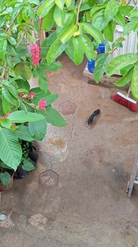 Blackbird Great-tailed Grackle Eating Captured Gecko Lizard in Garden Yard