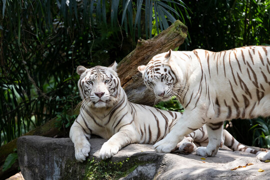 Two white tigers (Panthera tigris tigris var.)