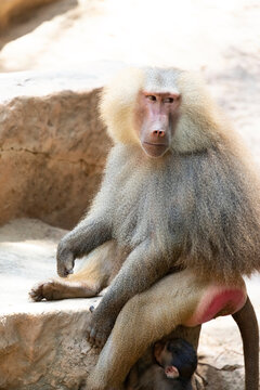 A male hamadryas baboon (Papio hamadryas) and an infant.