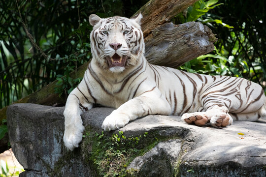 A front view of the white tiger (Panthera tigris tigris var.) resting on a rock.