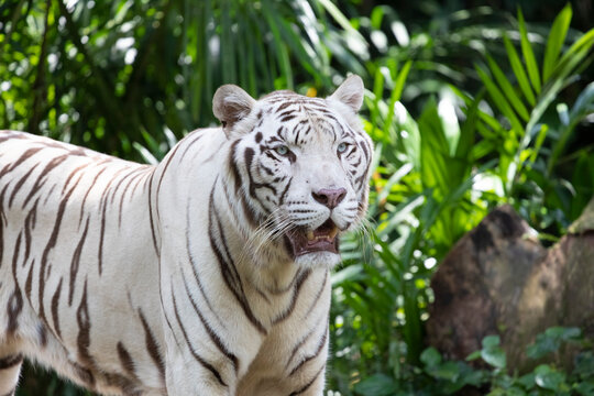 A white tiger (Panthera tigris tigris var.) seen from an angle.