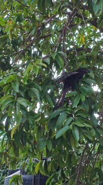 Great-tailed Grackle Perched on Soursop Tree Branches Searching for Insects