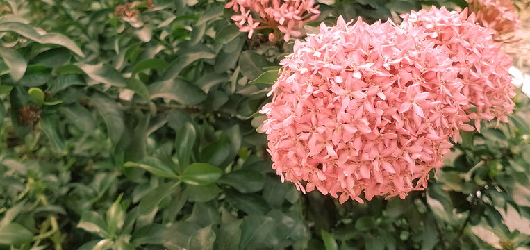 Horizontal close up of a large pink ixora flower cluster on the right side with green leaves copy space on the left. Tropical ixora coccinea bloom in garden.