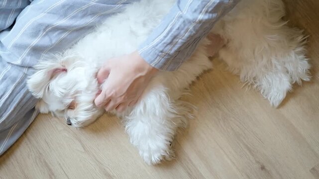 Woman gently petting a sleepy white Maltese dog on the floor at home, showing a calm and cozy weekend lifestyle, affectionate bonding, and peaceful relaxation.