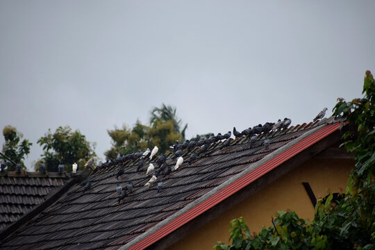 Traditional tiled roof edge with trees against a blue gray sky