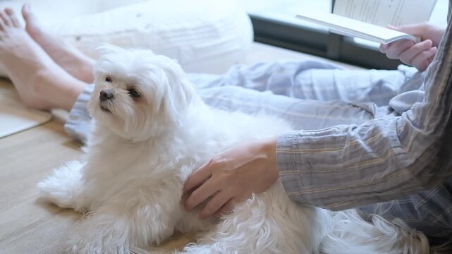 Young woman relaxing at home in striped pajamas while reading a book and cuddling a white Maltese dog by the window, showing a cozy weekend lifestyle and peaceful happiness.