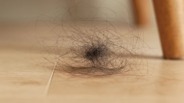 Close up of clump of fallen hair on wooden floor after cleaning house with wooden furniture leg in background