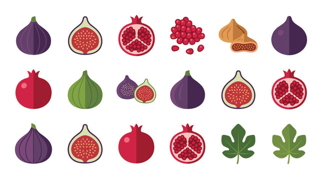 Fig pomegranate fruit vector illustration set isolated on transparent background.