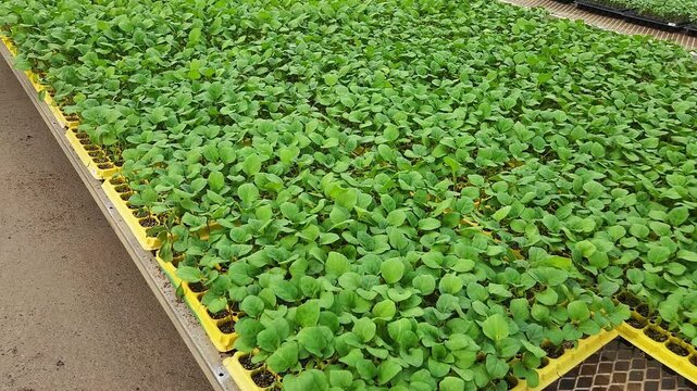 Close-Up View of Young Green Seedlings Growing in Nursery Trays