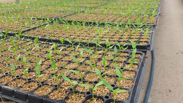 Close-Up View of Young Green Seedlings Growing in Nursery Trays