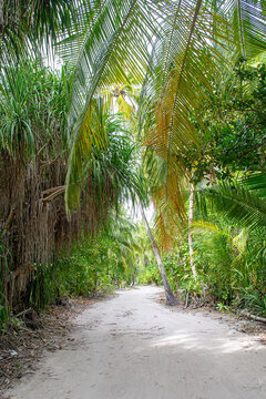 Maldives. Sandy path through the dense tropical jungle.