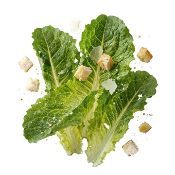 Fresh romaine lettuce with crunchy croutons and shaved parmesan cheese floating isolated on a transparent background for healthy food menu design