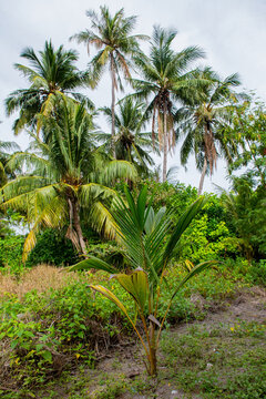 Young Tropical Palm Tree In Lush Green Jungle