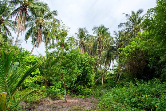 Young Supported Tree In Lush Tropical Jungle Path