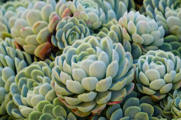 Obraz premium Colorful Succulents with Green and Cream Rosette Formations