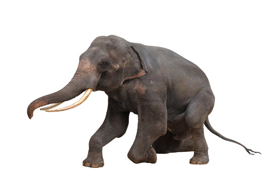 Elephant isolated on transparent background png file	