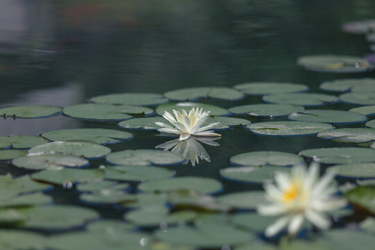White Water Lilies on Calm Pond with Lily Pads