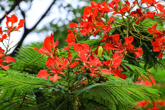 Blooming Royal Poinciana Tree with Red Flowers and Green Leaves