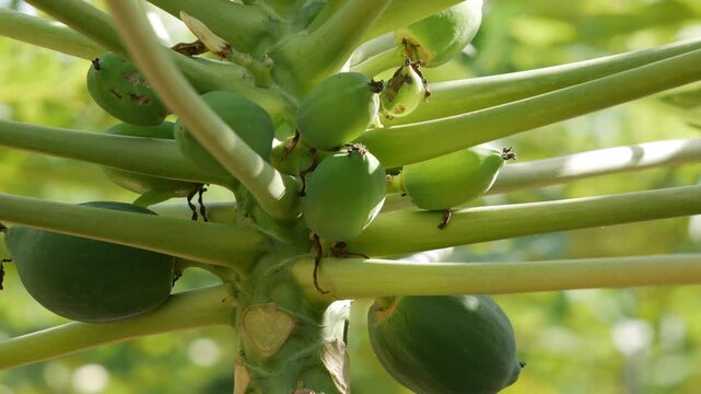 Close up of unripe papaya fruits growing on a young tree in a green plantation garden. Tropical crop.