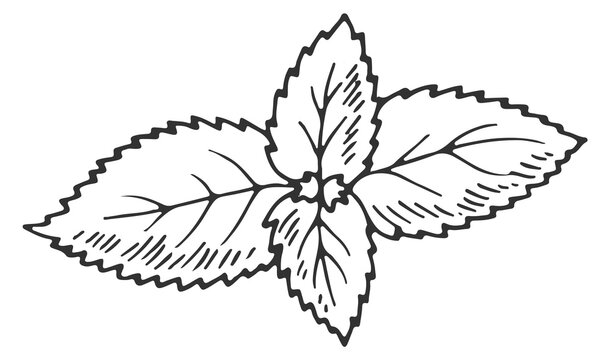 Mint leaves herb sketch. Fresh peppermint botany
