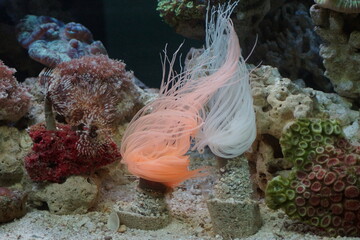 coral reef in aquarium © RokhmadiTeguh