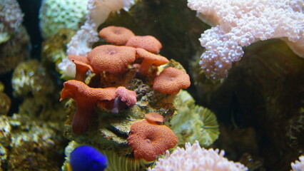 coral reef in aquarium © RokhmadiTeguh