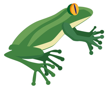 Green amphibia. Natural fauna. Wild frog or toad