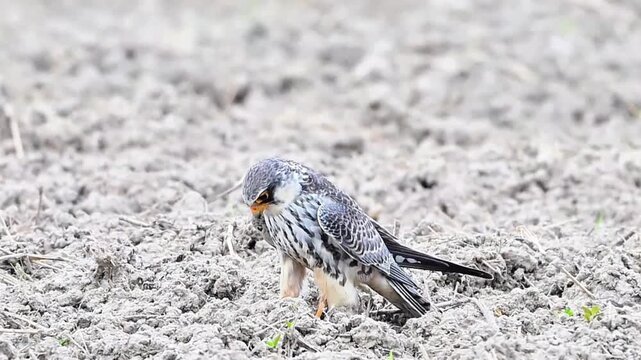 Wild falcon bird of prey standing on dry textured soil looking down in an open field