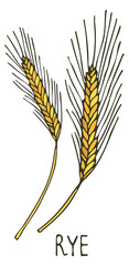 Obraz premium Rye ear color doodle. Farm crop plant