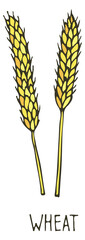 Obraz premium Wheat drawing. Color farm crop ear sketch