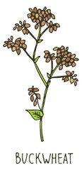 Obraz premium Buckwheat hand drawn plant. Color crop sketch