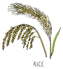 Obraz premium Rice plant doodle. Natural farm crop drawing