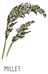 Obraz premium Millet plant color sketch. Grain ear plant