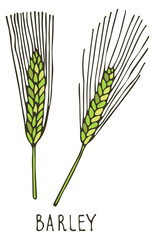 Obraz premium Barley ear doodle icon. Farm agriculture crop