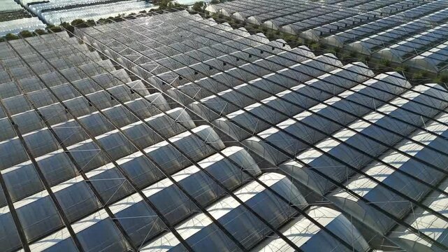 Forward Vertical Video Over Agricultural Greenhouses in Shanghai