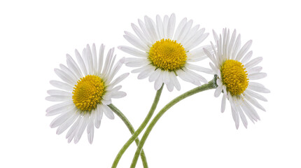 Obraz premium Fresh white daisy flowers on white background, three blooming chamomile blossoms with yellow centers, spring floral bouquet for greeting cards