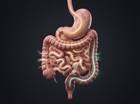 Human Digestive System Anatomy Illustration with Stomach and Intestines