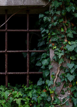 window in the old wall