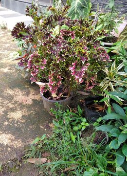 Beautiful vibrant coleus ornamental plant growing in a pot outdoors.