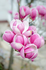 pink magnolia flowers © Matea Mirosevic