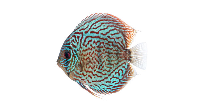 Turquoise Discus fish with red pattern on white background. Tropical Symphysodon aquarium fish. Exotic freshwater cichlid for pet shop branding.