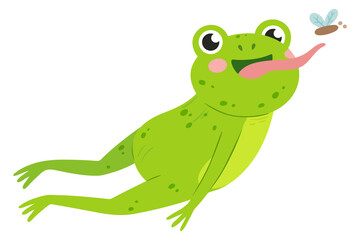 Fototapeta premium Frog catch flies. Fast jumping cute animal