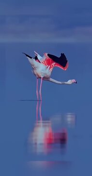 Flamingos strolling so elegantly 🦩 dancing making heart Love birds blue water and sky landscape pink and white flamingo