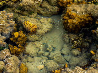 Coral Reef in a Shallow Tropical Tide Pool © YEVGENIY