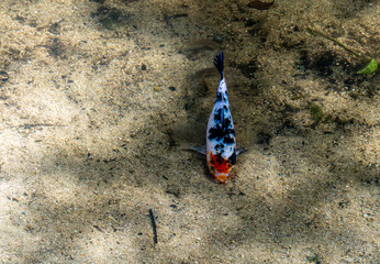 Colorful Koi Fish Swimming in Freshwater © YEVGENIY