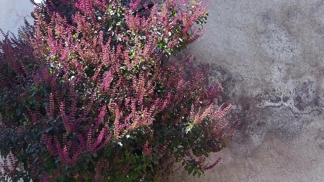 Cultivating Sacred Purple Holy Basil for Alternative Medicine where thriving flowering stalks of a Krishna Tulsi plant grow outdoors next to a weathered, textured concrete wall.
