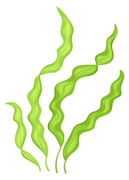 Brown algae plant. Marine aquatic wild flora