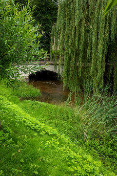 Willow tree beside bridge in Kuldiga park