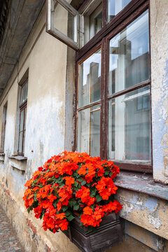 Red geraniums beneath Kuldiga house window